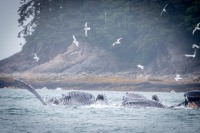 Whale Watching in Auke Bay/Juneau