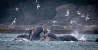 Whale Watching in Auke Bay/Juneau