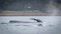 Whale Watching in Auke Bay/Juneau