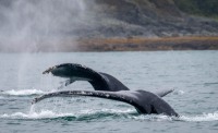 Whale Watching in Auke Bay/Juneau