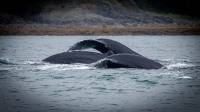 Whale Watching in Auke Bay/Juneau