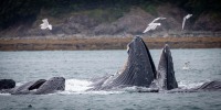Whale Watching in Auke Bay/Juneau