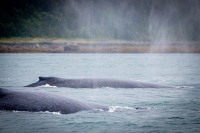 Whale Watching in Auke Bay/Juneau