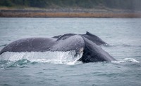 Whale Watching in Auke Bay/Juneau