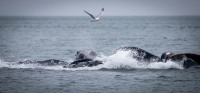 Whale Watching in Auke Bay/Juneau