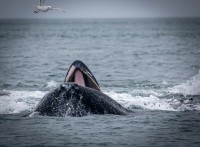 Whale Watching in Auke Bay/Juneau