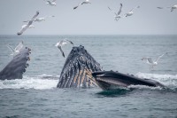 Whale Watching in Auke Bay/Juneau