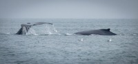 Whale Watching in Auke Bay/Juneau