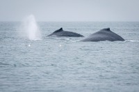 Whale Watching in Auke Bay/Juneau