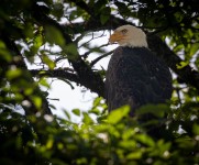 Bald eagle in Ketchikan