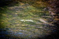 Salmon in Ketchikan