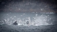 Humpback Whales in Kenai Fjords National Park
