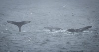 Humpback Whales in Kenai Fjords National Park