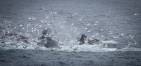 Humpback Whales in Kenai Fjords National Park