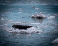 In Kenai Fjords National Park