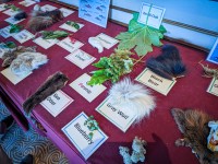 Naturalist table on Sapphire Princess