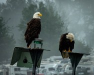 Eagles near Seward