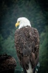 Eagles near Seward
