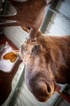 At Caribou Crossing in Carcross, Yukon