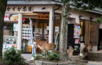 In Nara