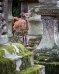 In Nara