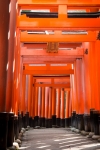 At Fushimi-Inari Taisha in Kyoto