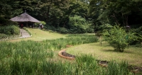 Iris Garden at Meiji Shrine Inner Garden in Tokyo