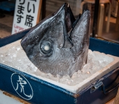At Tsukiji Fish Market