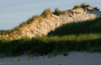 Beach Dunes