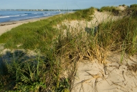 Beach Dune