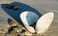 Morning Shell