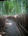 Arashiyama Bamboo Forest in Kyoto