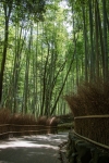 Arashiyama Bamboo Forest in Kyoto