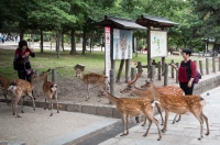 In Nara