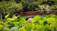 In Kamakura