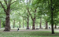 In Green Park in London
