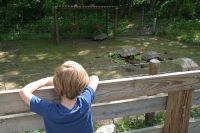 Checking out some tortoises at the Providence Zoo