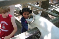 Feeding the goat