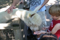 Feeding the llama