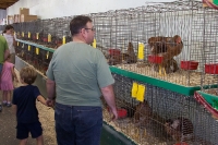 Kyle and Grandpa checking out the display chickens