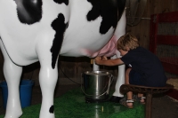 Milking the cow