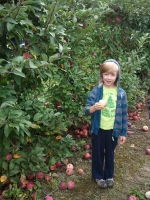 Apple Picking