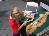 Kyle checking out a bear skull at the Trailside Harvest Festival