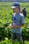 Kyle picking beans at our CSA farm in Andover