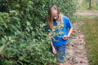 Apple picking at Terhune Orchards in Princeton