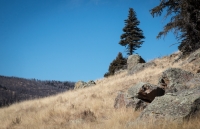 Valles Caldera National Preserve