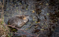 At Steigerwald Lake National Wildlife Refuge