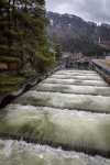 Fish ladder at Bonneville Dam