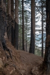 Horsetail Falls Trail with Camp fire damage