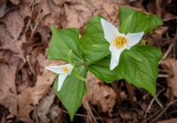 Trillium near Latourell Falls